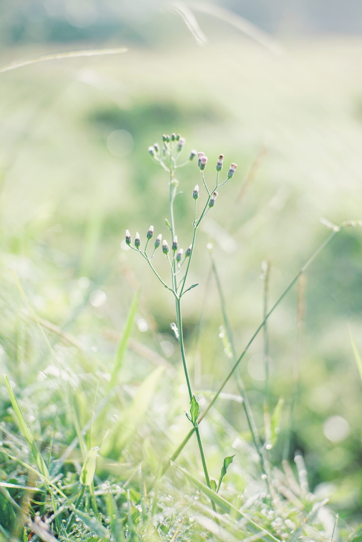 Kvinde i naturen i fordybelse – online samtale med holistisk psykolog